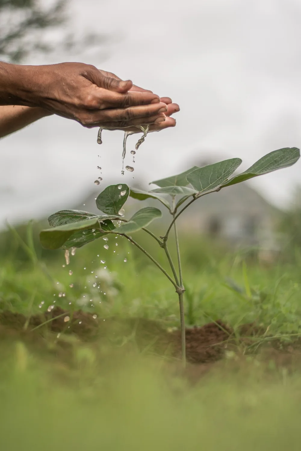 Caring hands watering a young indigenous tree sapling during ecological corridor reforestation