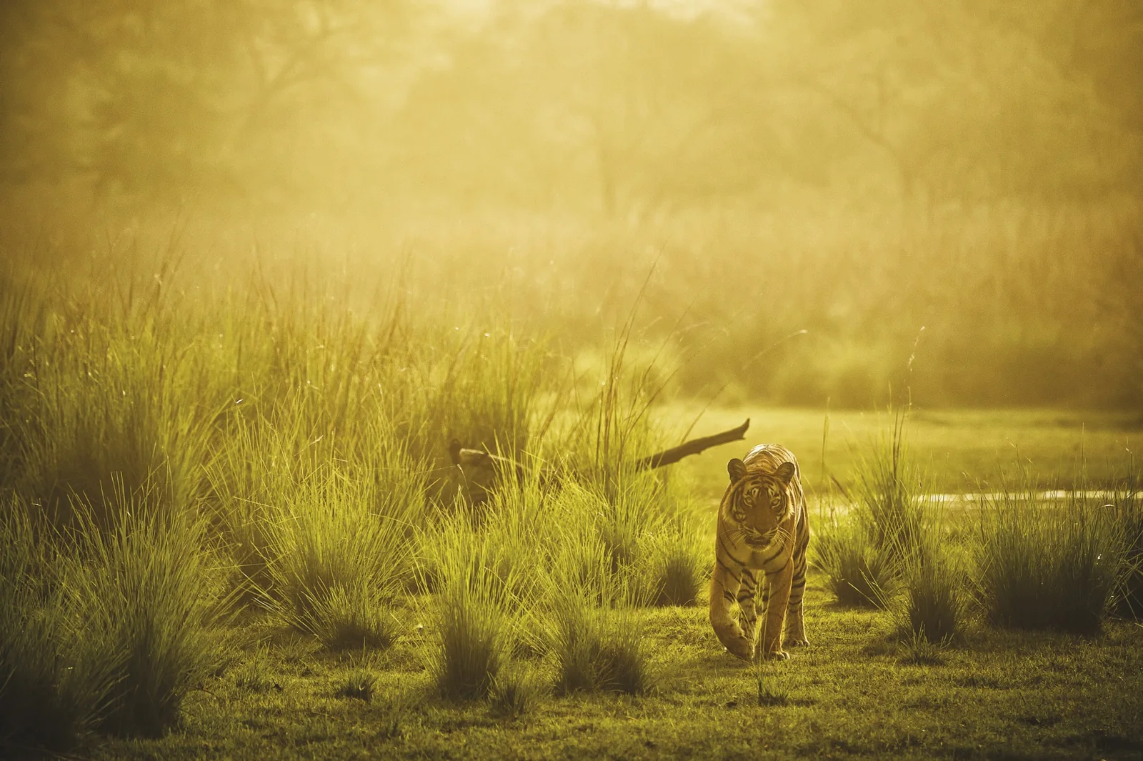 Royal Bengal tiger walking gracefully through golden grasslands in Ranthambhore National Park